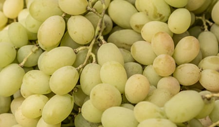 Subirrigazione e digital farming: presente e futuro per l’innovazione varietale dell’uva da tavola