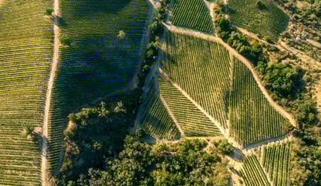 Raccolti di successo: i progetti di irrigazione chiavi in mano di Netafim