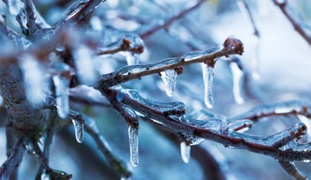 Gelate tardive: strategie efficaci per proteggere le tue piante da frutto