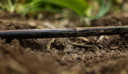 Perché scegliere la subirrigazione nella coltivazione di mais e vite