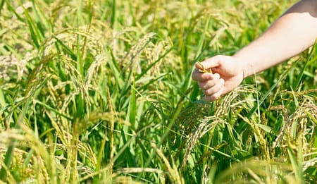 Coltivare il riso: i vantaggi dell'irrigazione a goccia