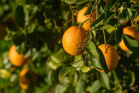 L'innovazione nell'irrigazione a goccia per l'agrumeto: un futuro sostenibile per la coltivazione delle arance in Italia