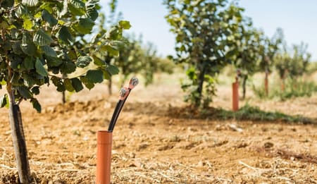 Coltivare il nocciolo con precisione: integrazione di tecnologie Netafim