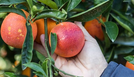 I consigli di Netafim per raccogliere più agrumi con meno