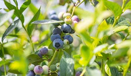Mirtillo, perché scegliere l'irrigazione a goccia?