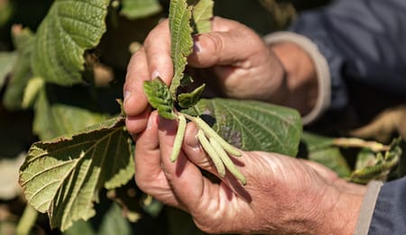 Influenza dell'acqua su resa e qualità delle nocciole