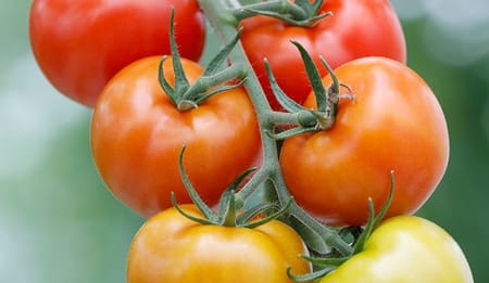 Irrigazione a goccia del pomodoro: come scegliere il miglior impianto di irrigazione?