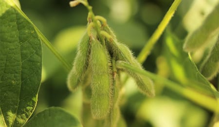 Reddito dalla soia: il segreto è l’irrigazione