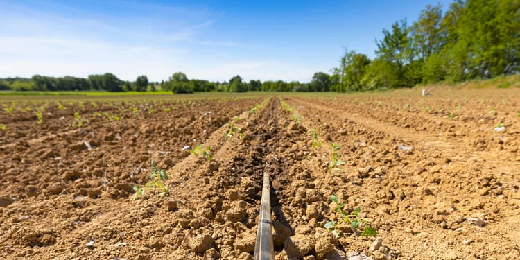 Scegli l'irrigazione giusta per i tuoi pomodori
