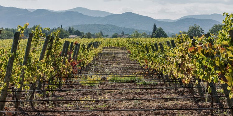 Il pieno controllo del tuo vigneto, per coltivare uva migliore.