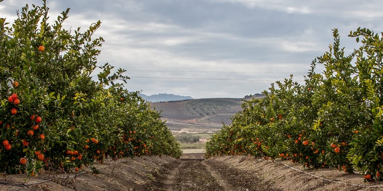 Coltiva agrumi di qualità superiore