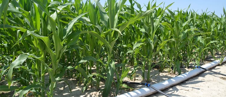Coltiva il miglior mais