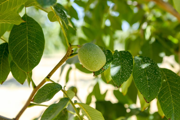 Irrigazione a goccia su noce e nocciolo per migliore qualità e rese
