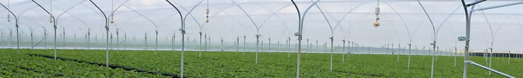 Banner Microaspersione: quali sono i vantaggi e i diversi tipi di impianto?