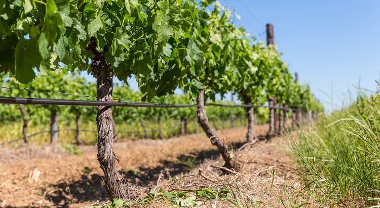 Banner Ala gocciolante – Qual è il modello ideale per il mio impianto?