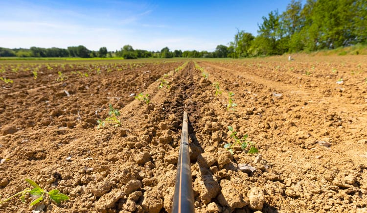 Banner La sostenibilità parte dal campo
