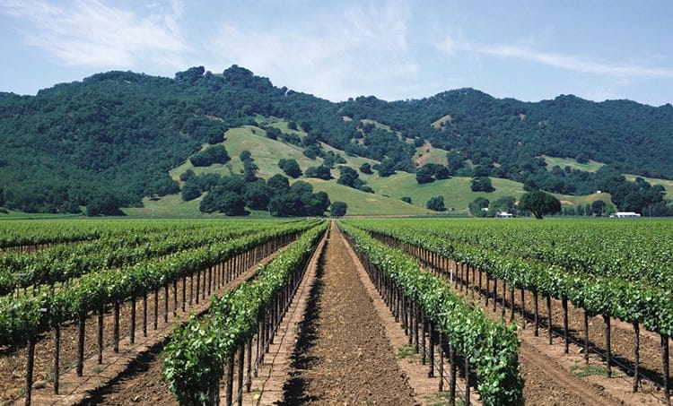 Vite, programmazione irrigua