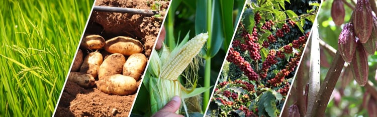 Banner Colture a rischio: come il cambiamento climatico influenza i nostri sapori preferiti