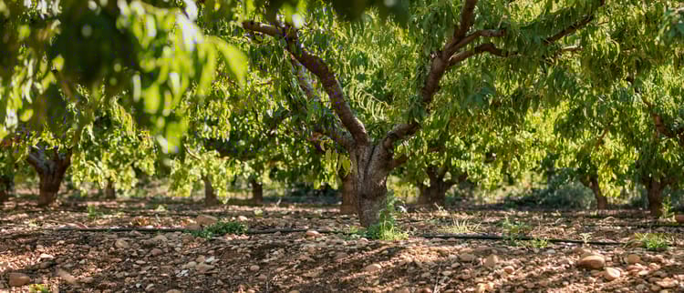 Soluzioni di irrigazione di precisione per arboree