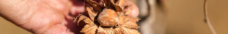 Banner Coltivare il nocciolo con precisione: integrazione di tecnologie Netafim