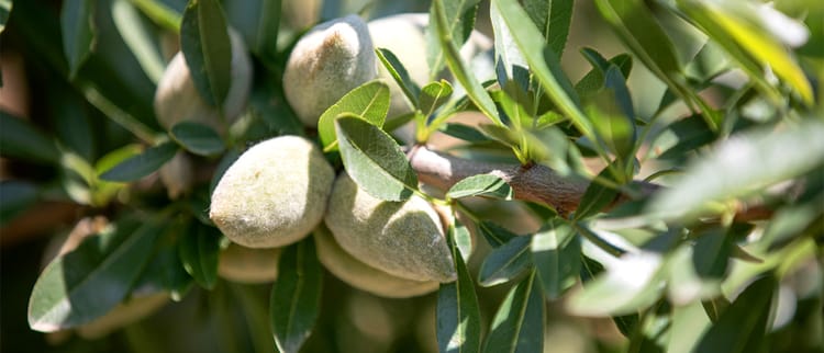 Mandorlo, innovazione e territorio: Netafim al centro del dibattito a Baressa