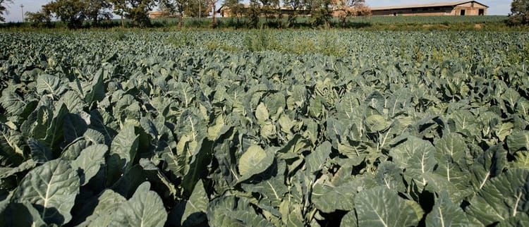 Alla scoperta del Cavolo Verza