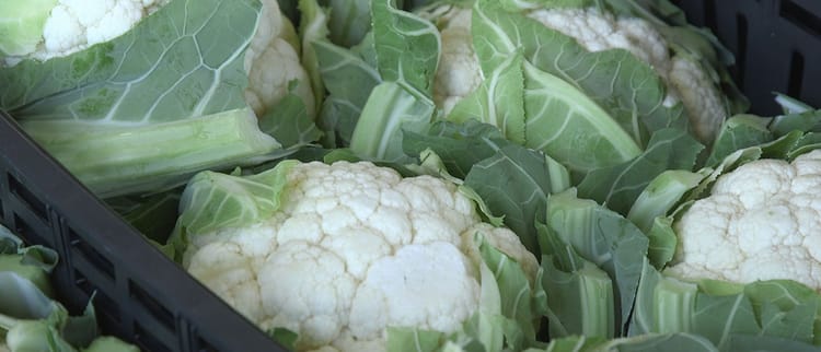 Irrigazione a Goccia del Cavolo Verza