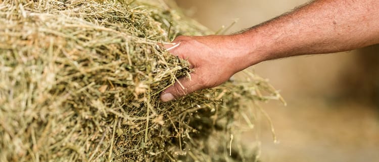 La subirrigazione è tutto quello che stai cercando…