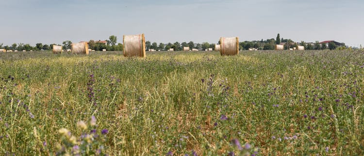 Non trascurare la qualità del tuo medicaio