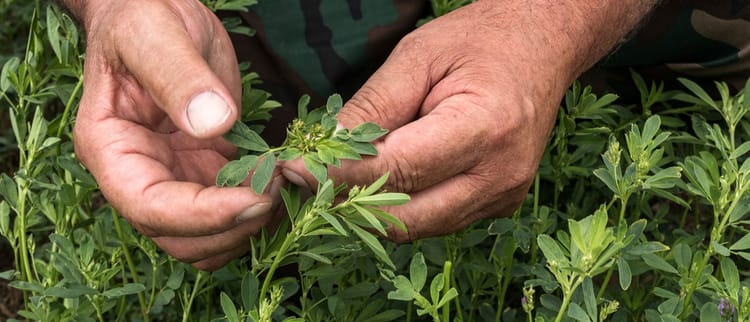 Con la subirrigazione, la gestione è un gioco da ragazzi.