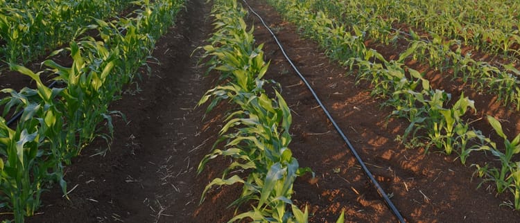 Come irrigare al meglio il mais