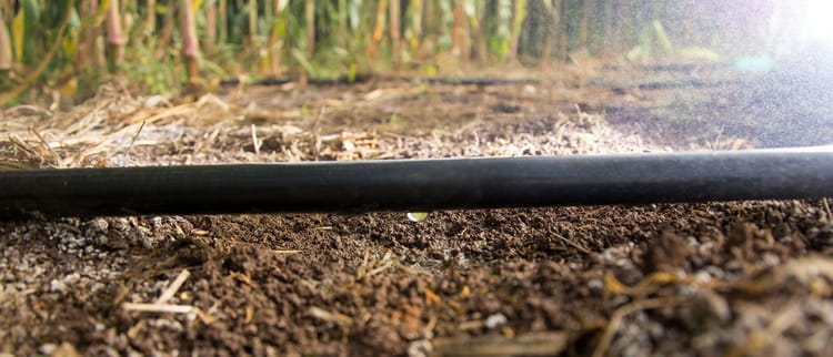 Il digestato in ala gocciolante? Con Netafim è realtà