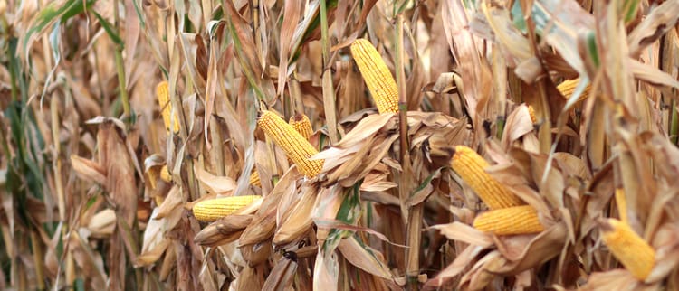 C’è Qualità e Qualità…