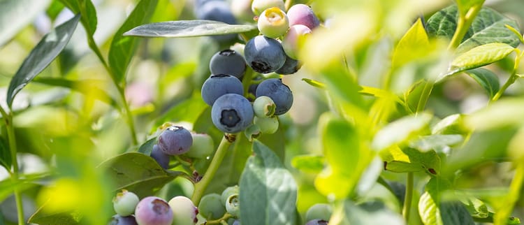 Irrigazione a goccia su mirtillo per migliore qualità e rese