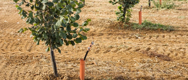 Come può l’acqua influenzare le rese del noccioleto?
