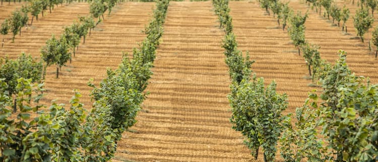 La gestione idrica del nocciolo