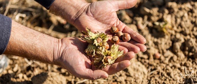 Per una coltura di pregio, un’irrigazione all’avanguardia