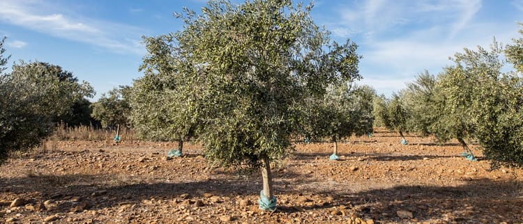 L'importanza dell'acqua per l'olivo