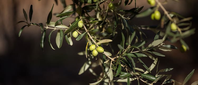 Olivo e siccità: uno scenario meno tragico con l’aiuto dell’irrigazione a goccia