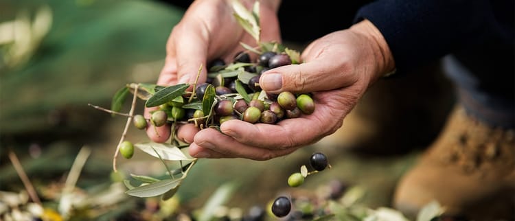 Irrigazione a goccia nell'oliveto moderno
