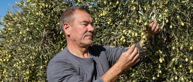 Olivo, programmare l’irrigazione