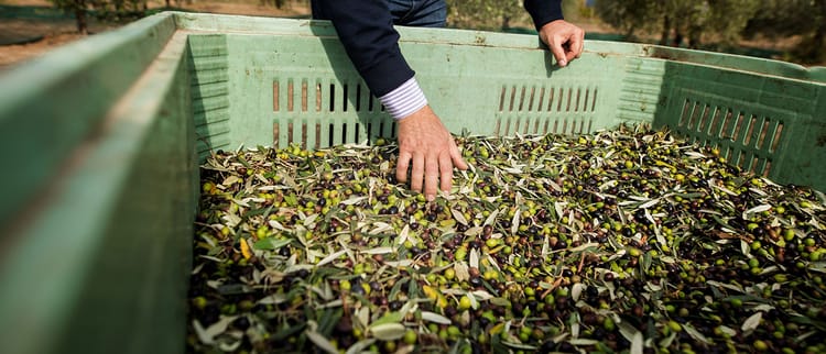 Olivo, irrigazione e qualità dell’olio in RDI