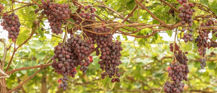 Uva da tavola, l’Italia è sempre la più amata