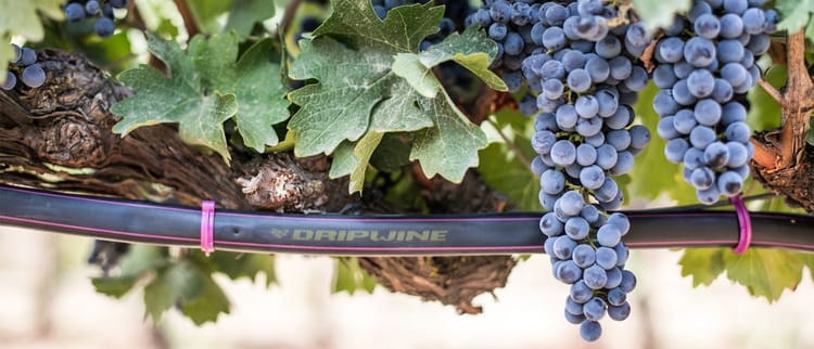 Vite, Tipologie di impianto