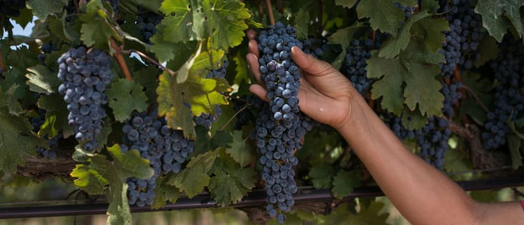 Vite, vitigni e Qualità