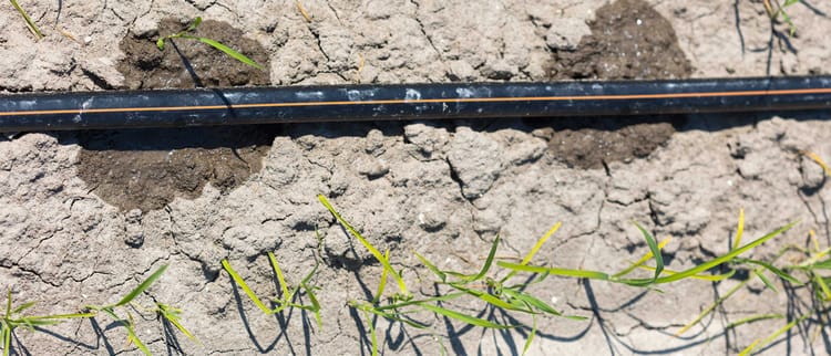 Svelata la prima iniziativa di crediti di carbonio per i coltivatori di riso globali alla COP27