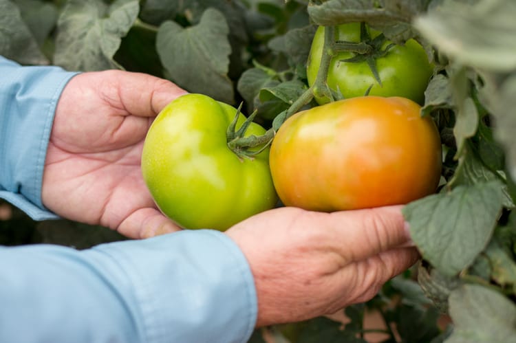 irrigazione a goccia pomodoro