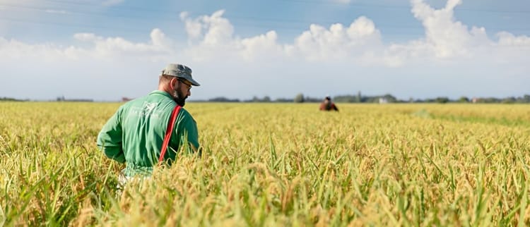 Pionieri del riso irrigato a goccia