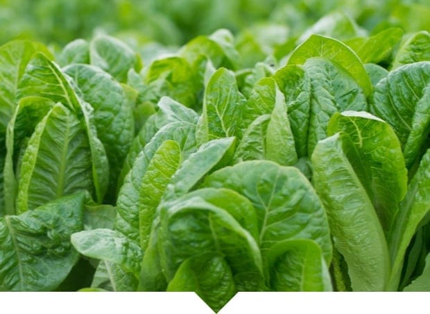 Fertirrigazione di precisione