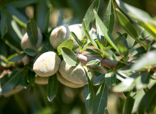 Sagra della Mandorla
